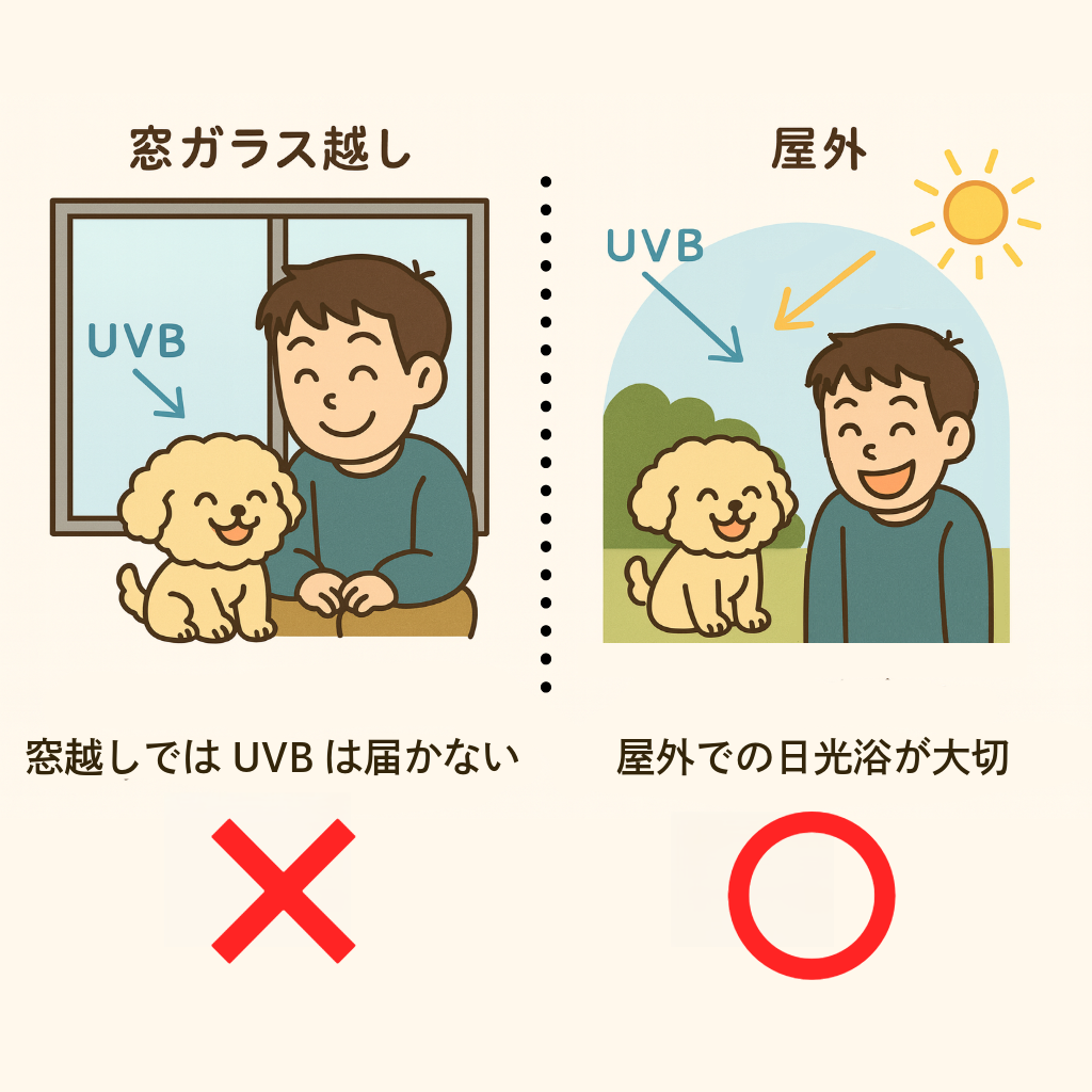 どのくらい日光を浴びればいい？